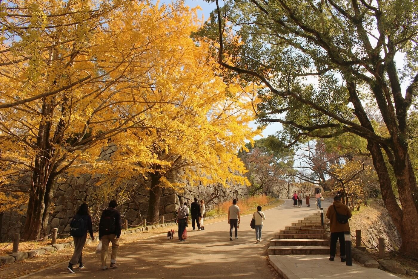 🌳 느티나무 숲(케야키노모리) 이미지 4